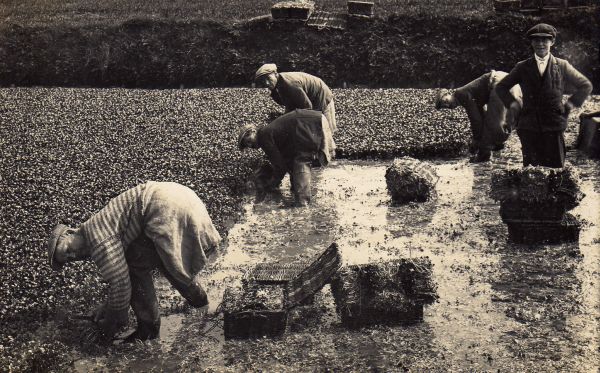 Cress workers at Mead End about 1950